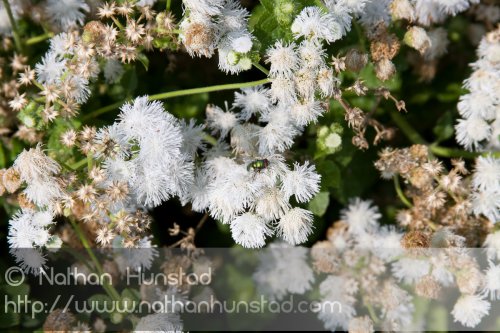 Flower_2008-09-01_IMG_1677